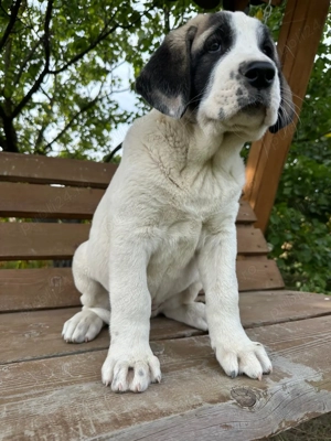 Catei kangal ( malakli)  - imagine 2 Catei kangal ( malakli)  - imagine 2