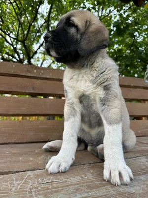 Catei kangal ( malakli)  - imagine 3 Catei kangal ( malakli)  - imagine 3