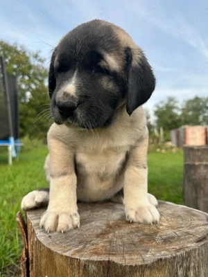 Catei kangal ( malakli)  - imagine 4 Catei kangal ( malakli)  - imagine 4