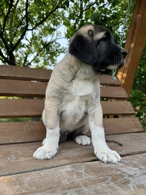 Catei kangal ( malakli)  - imagine 5 Catei kangal ( malakli)  - imagine 5