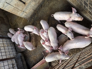 Purcei de vânzare  - imagine 2