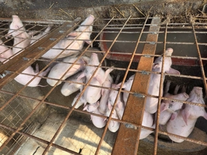 Purcei de vânzare  - imagine 5