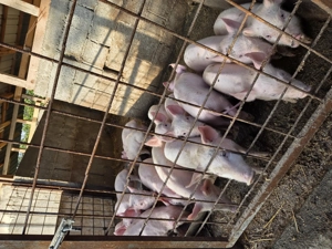 Purcei de vânzare  - imagine 4