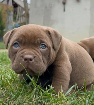 American bully pocket 