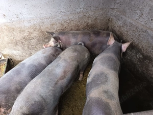 Vand porcii grași, bio cu porumb 18 lei kg detalii la Tel   - imagine 2