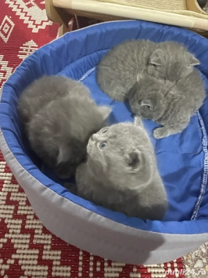 am 4 ghemotoace British Shortair - imagine 4 am 4 ghemotoace British Shortair - imagine 4