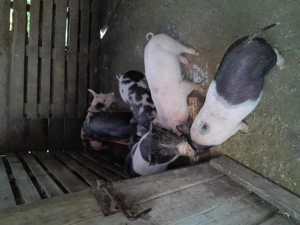 Vând purcei 6 saptamani