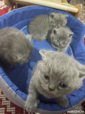 am 4 ghemotoace British Shortair - imagine 3 am 4 ghemotoace British Shortair - imagine 3