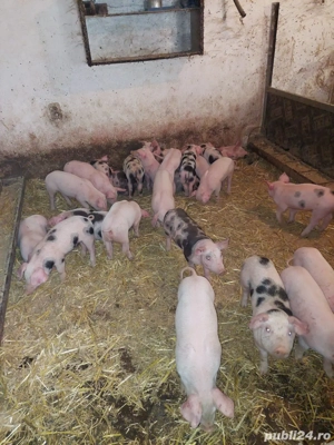 de vanzare purcei de carne