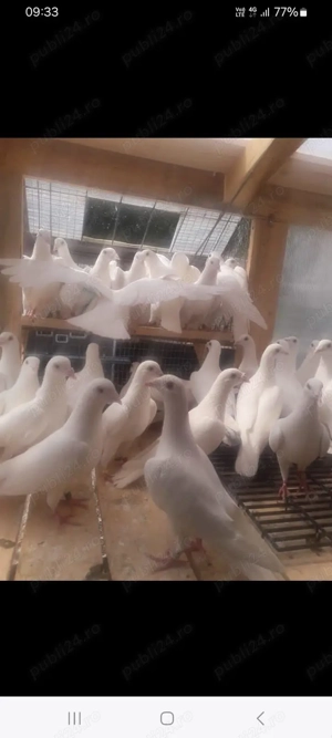 Cuști pentru iepuri - imagine 2