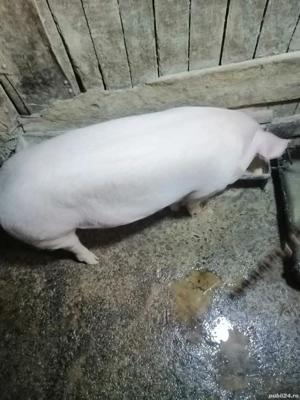 Vând o fetiță de 4 luni jumate de aprox 50 de kg ideală pentru reproducere 