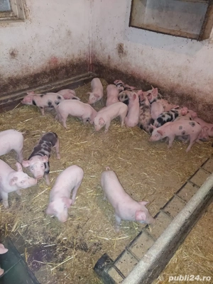 de vanzare purcei de carne - imagine 3