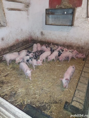 de vanzare purcei de carne - imagine 2