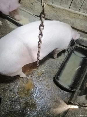 Vând o fetiță de 4 luni jumate de aprox 55 de kg  - imagine 2