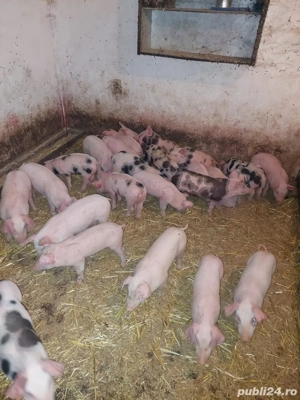 de vanzare purcei de carne - imagine 4