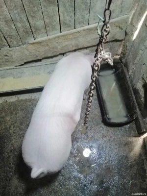 Vând o fetiță de 4 luni jumate de aprox 55 de kg  - imagine 3