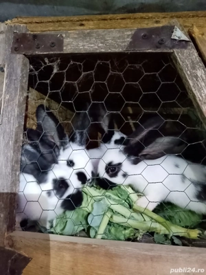 Pui iepre Fluture German - imagine 4