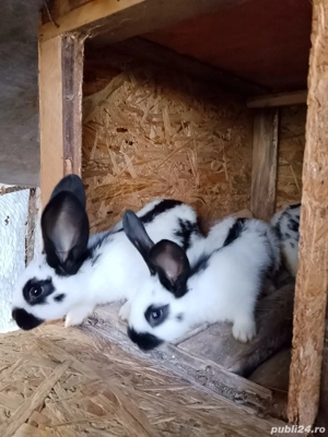 Pui iepre Fluture German - imagine 3