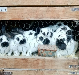 Pui iepre Fluture German