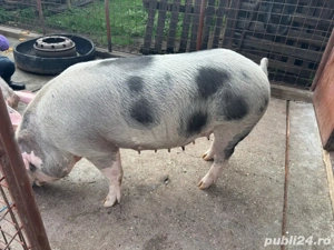 Scroafă pentru sacrificat rasă Pietrain - imagine 4