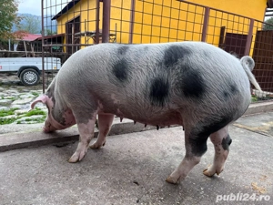 Scroafă pentru sacrificat rasă Pietrain