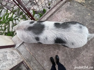 Scroafă pentru sacrificat rasă Pietrain - imagine 2