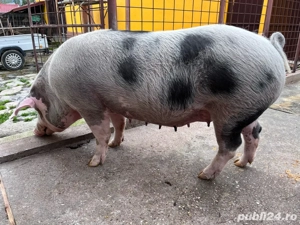 Scroafă pentru sacrificat rasă Pietrain - imagine 3