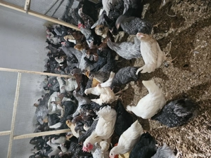 vând puicute de oua  - imagine 2 vând puicute de oua  - imagine 2