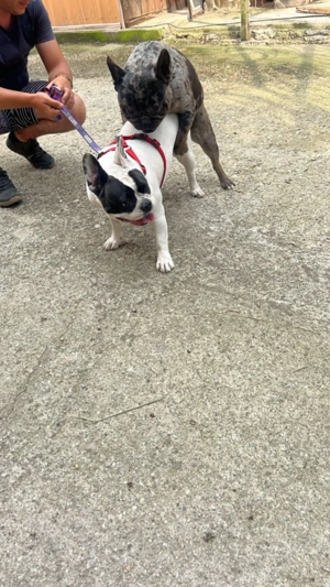 Pui bulldog francez  - imagine 5 Pui bulldog francez  - imagine 5