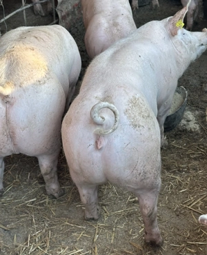 Vand scroafe de reproductie