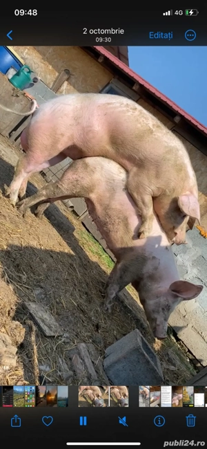 vier Landrace 1 an  - imagine 2