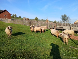 vand sau schimb 5 oi si 4 milute - imagine 4