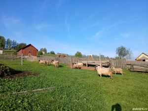 vand sau schimb 5 oi si 4 milute - imagine 2