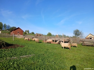 vand sau schimb 5 oi si 4 milute - imagine 3