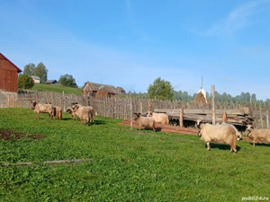 vand sau schimb 5 oi si 4 milute