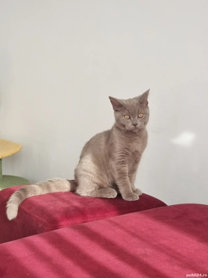 Motan British shorthair  - imagine 4