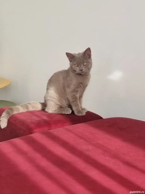 Motan British shorthair  - imagine 5