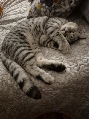 Motanel British Shorthair