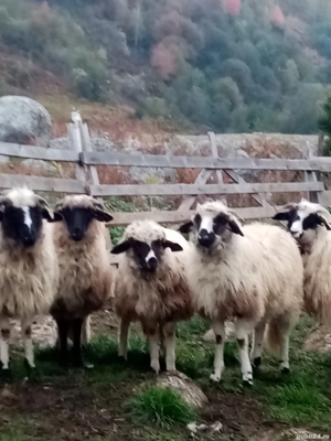 Mele de vizare  - imagine 2 Mele de vizare  - imagine 2