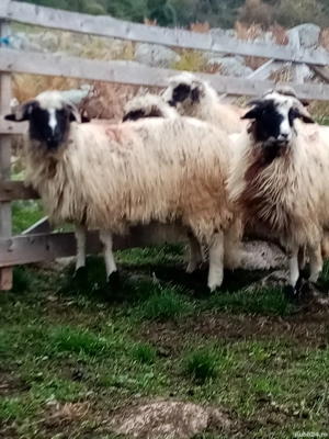 Mele de vizare  - imagine 3 Mele de vizare  - imagine 3