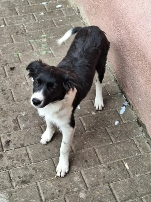 Border collie