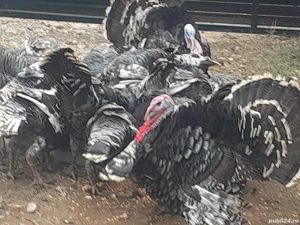 vand curcani si curci  - imagine 2