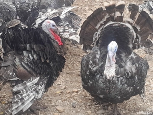 vand curcani si curci 