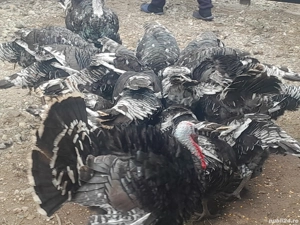 vand curcani si curci  - imagine 3