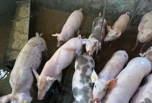 Șoldani disponibili  - imagine 2 Șoldani disponibili  - imagine 2