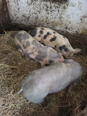 Vând șoldani 45 50kg - imagine 3