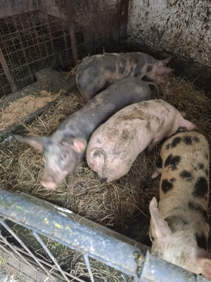 Vând șoldani 45 50kg