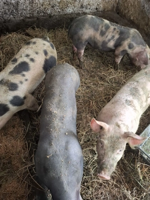 Vând șoldani 45 50kg - imagine 5