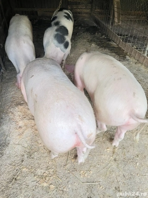 Porci de tăiat (se pot rezerva de craciun) - imagine 3