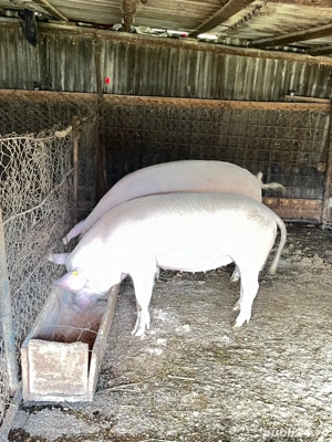 Porci de tăiat (se pot rezerva de craciun) - imagine 4